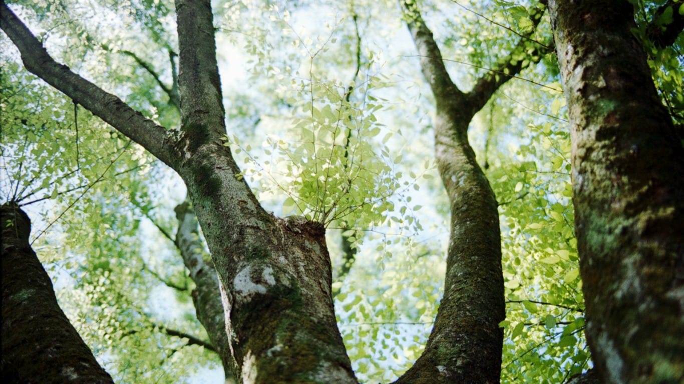 In a year, a camera shot life around a tree