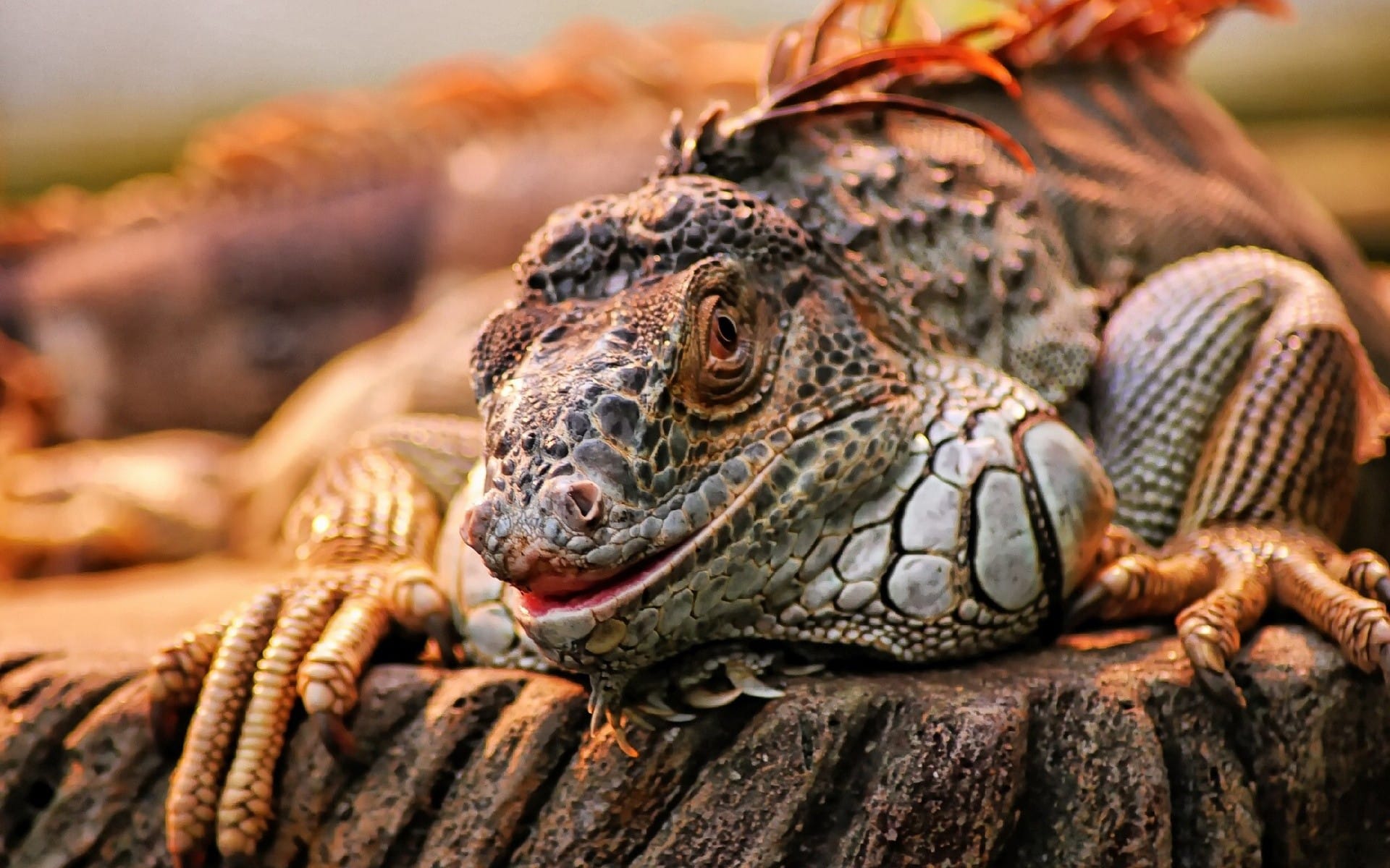 Iguana vs Snakes - Best scene ever